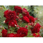 Highgrove (Хайгроув)